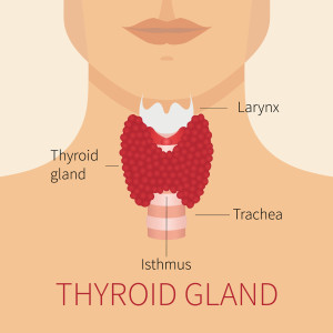 thyroid chiropractic care longmont